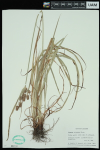 Cyperus retrorsus image