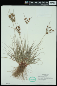 Cyperus retrorsus image