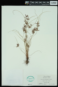 Cyperus bipartitus image