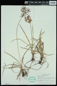 Cyperus rotundus image