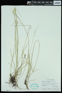 Rhynchospora colorata image