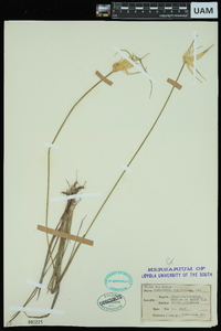 Dichromena latifolia image