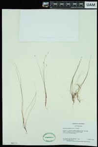 Eleocharis baldwinii image