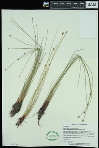 Eleocharis compressa image