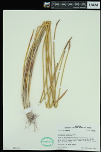 Eleocharis cellulosa image