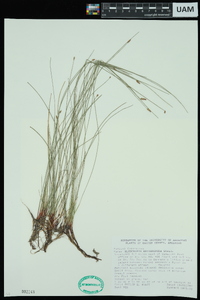 Eleocharis erythropoda image