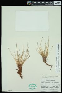 Eleocharis flavescens image