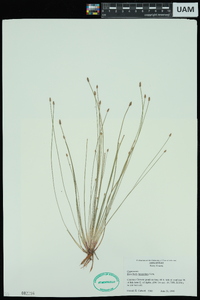 Eleocharis lanceolata image