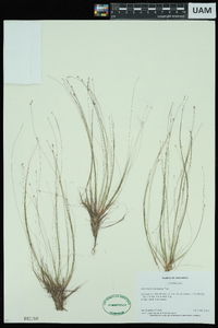 Eleocharis microcarpa image