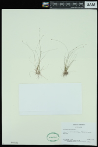 Eleocharis microcarpa image