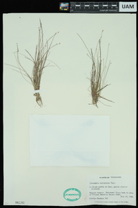 Eleocharis microcarpa image