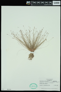 Eleocharis microcarpa image