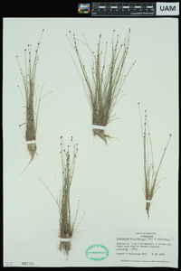 Eleocharis microcarpa image