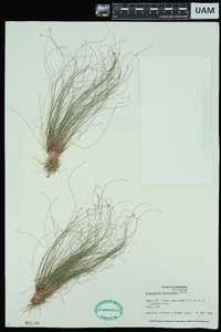 Eleocharis microcarpa image