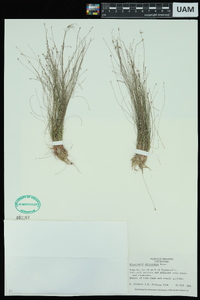 Eleocharis microcarpa image