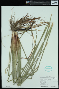 Eleocharis quadrangulata image