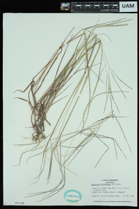 Digitaria filiformis image