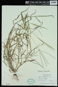 Digitaria ciliaris image