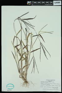 Digitaria ciliaris image