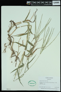 Digitaria ciliaris image