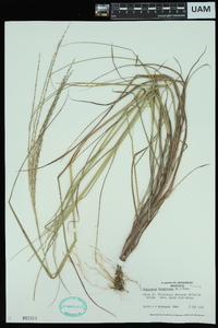 Digitaria filiformis image