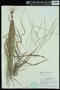 Digitaria filiformis image