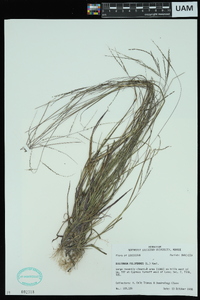 Digitaria filiformis image