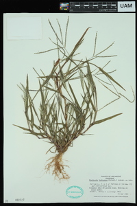 Digitaria ischaemum image