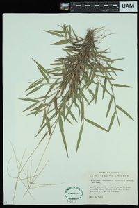 Digitaria ischaemum image