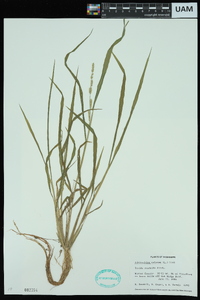 Echinochloa colona image