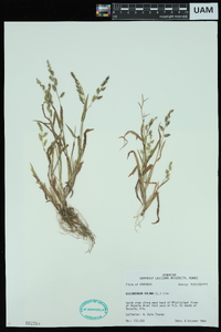 Echinochloa colona image