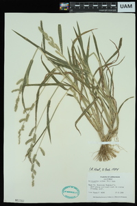 Echinochloa colona image