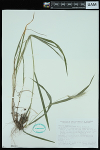 Elymus villosus image