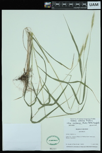 Elymus glaucus image