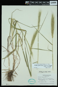 Elymus glabriflorus image