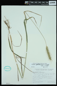 Elymus glabriflorus image