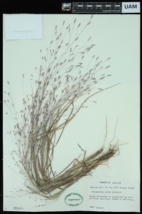 Image of Eragrostis acuta