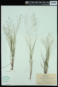 Eragrostis capillaris image