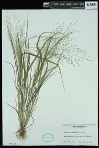 Eragrostis capillaris image