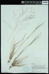 Eragrostis capillaris image