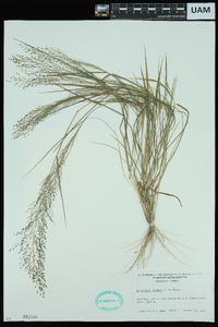 Eragrostis frankii image