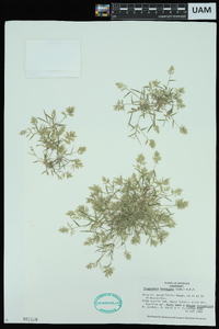 Eragrostis hypnoides image