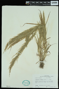 Eragrostis japonica image