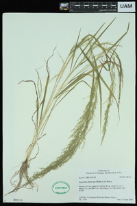 Eragrostis japonica image