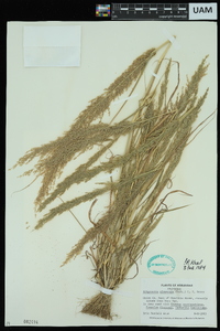 Eragrostis japonica image