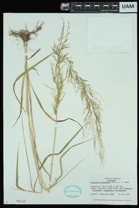 Eragrostis japonica image