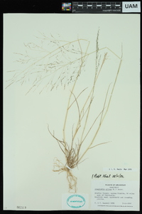 Eragrostis pilosa image