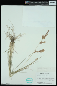 Eragrostis secundiflora subsp. oxylepis image