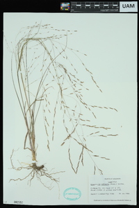 Eragrostis refracta image