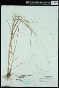 Eragrostis refracta image